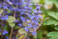 Ajuga Reptans Flower seeds for Planting - Long Bloom Season, Heirloom & GMO Free Seeds for Home Garden