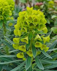 Mediterranean Spurge Flower seeds for Planting Cut Flower Favorite Heirloom & GMO Free Seeds for Home Garden