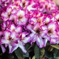 Pink Rhododendron Hans Flower seeds for Planting - Colorful Display, Heirloom & GMO Free Seeds for Home Garden