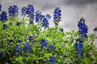 Bluebonnet Seeds for Planting: Grow Beautiful Flowers
