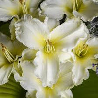 White Hemerocallis Flower Seeds for Planting Wildflower Mix Heirloom & GMO Free Seeds for Home Garden
 
 Sale