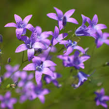 Purple Portenschlagiana Flower seeds for Planting - Pollinator Friendly, Heirloom & GMO Free Seeds for Home Garden