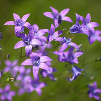 Purple Portenschlagiana Flower seeds for Planting - Pollinator Friendly, Heirloom & GMO Free Seeds for Home Garden
