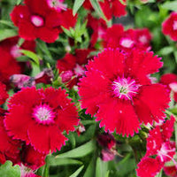 Pink Caryophyllus Flower seeds for Planting - Drought Tolerant, Heirloom & GMO Free Seeds for Home Garden