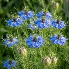 Nigella Damascena Planting Flower Seeds for Whimsy
