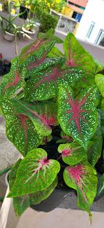 Green Thailand Caladium Flower Seeds for Planting Shade Tolerant Heirloom & GMO Free Seeds for Home Garden
 
 Sale