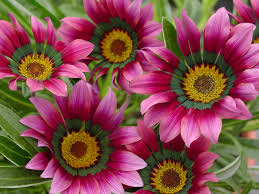 Gazania Pink Flower seeds for Planting - Bright Blooms, Heirloom & GMO Free Seeds for Home Garden