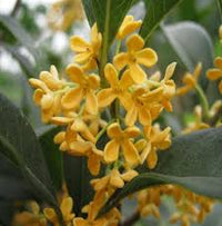 Osmanthus Mix Flower Planting Seeds - Premium Quality for Vibrant Gardens