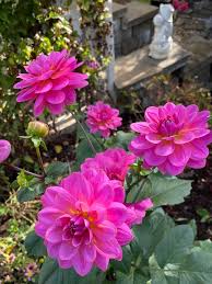 Pink Two Color Dahlia Flower Seeds for Planting Compact Growth Heirloom & GMO Free Seeds for Home Garden
 
 Sale