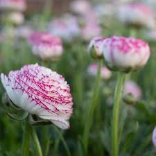 White Pink Ranunculus Flower Seeds – Pollinator Friendly Heirloom & NonGMO for Home Garden
 
 Sale
