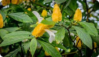 Yellow Pachystachys Lutea Flower seeds for Planting - Easy to Grow, Heirloom & GMO Free Seeds for Home Garden
