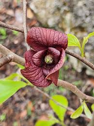 Green Asminia Triloba Flower seeds for Planting - Seasonal Bloomer, Heirloom & GMO Free Seeds for Home Garden