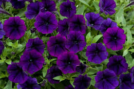 Deep Purple Petunia Flower seeds for Planting Vibrant Colors Heirloom & GMO Free Seeds for Home Garden
