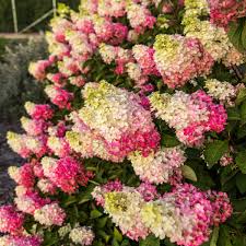 Vainilla Hortensia Flower Seeds for Planting: Cultivate Elegance in Your Garden