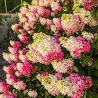 Vainilla Hortensia Flower Seeds for Planting: Cultivate Elegance in Your Garden