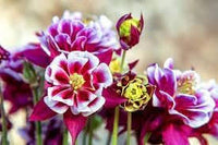 Winky Double Flower seeds for Planting Hardy Variety Heirloom & GMO Free Seeds for Home Garden