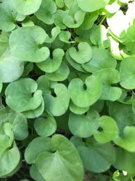 Dichondra Flower seeds for Planting - Cottage Garden Essential, Heirloom & GMO Free Seeds for Home Garden