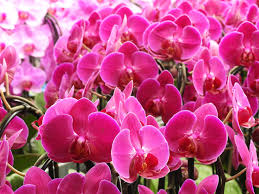 Butterfly Orchids Flower Seeds Violet Planting