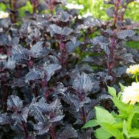 Black Coleus Flower seeds for Planting Drought Tolerant Heirloom & GMO Free Seeds for Home Garden