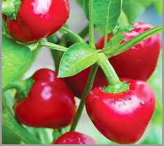 Red Giant Rocoto Pepper Seeds for Planting