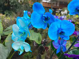Blue Phalaenopsis Orchid Flower seeds for Planting - Sun Loving, Heirloom & GMO Free Seeds for Home Garden