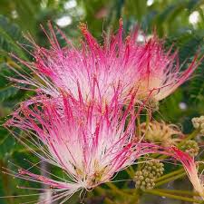 Pink Julibrissin Flower seeds for Planting - Hardy Variety, Heirloom & GMO Free Seeds for Home Garden