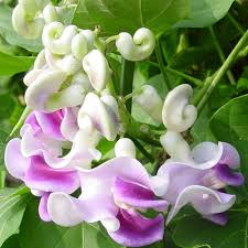 Vigna Caracalla Flower seeds for Planting - Cottage Garden Essential, Heirloom & GMO Free Seeds for Home Garden