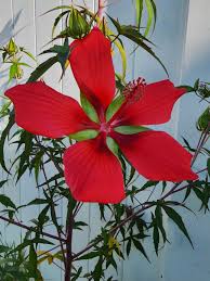 Heirloom Texas Star Hibiscus Flower seeds for Planting Cottage Garden Essential Heirloom & GMO Free Seeds for Home Garden