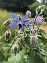 Dark Blue Borago Flower seeds for Planting - Compact Growth, Heirloom & GMO Free Seeds for Home Garden