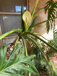Philodendron Flower seeds for Planting Premium Quality Heirloom & GMO Free Seeds for Home Garden