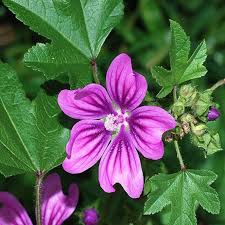 Mallow Flower seeds for Planting - Perfect for Borders, Heirloom & GMO Free Seeds for Home Garden