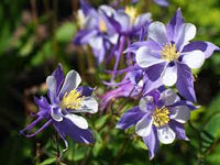 Colorado Flower seeds for Planting - Compact Growth, Heirloom & GMO Free Seeds for Home Garden