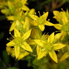 Yellow Sedum Flower seeds for Planting Long Bloom Season Heirloom & GMO Free Seeds for Home Garden