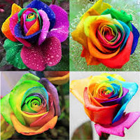 Orange Rainbow Potted Rose Flower Seeds for Planting Vibrant Colors Heirloom & GMO Free Seeds for Home Garden
 
 Sale