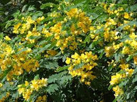 Cassia Glauca Scrambled Egg Bush Yellow Flowers Seeds
