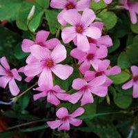 Oxalis Flower seeds for Planting - Fragrant Blossoms, Heirloom & GMO Free Seeds for Home Garden
