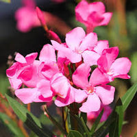 Heirloom Nerium Flower seeds for Planting Vibrant Colors Heirloom & GMO Free Seeds for Home Garden