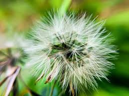 Papalo Flower seeds for Planting - Hardy Variety, Heirloom & GMO Free Seeds for Home Garden