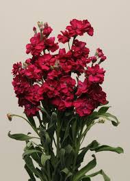 Red Mini Matthiola Incana Flower Seeds for Planting Cut Flower Favorite Heirloom & GMO Free Seeds for Home Garden 
 
 Sale