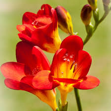 Freesia Flower seeds for Planting - Fragrant Blossoms, Heirloom & GMO Free Seeds for Home Garden