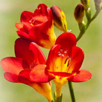 Freesia Flower seeds for Planting - Fragrant Blossoms, Heirloom & GMO Free Seeds for Home Garden