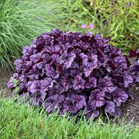 Deep Purple Heuchera for Planting Colorful Display Heirloom & GMO Free Seeds for Home Garden 
 
 Sale