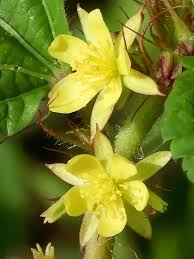 Corchorus Flower Seeds: Essential Planting Guide