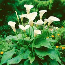Zantedeschia Aethiopica Flower Seeds White for Planting - Seed for Stunning and Elegant Blooms in Your Garden