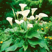 Zantedeschia Aethiopica Flower Seeds White for Planting - Seed for Stunning and Elegant Blooms in Your Garden