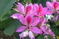 Bauhinia Flower seeds for Planting Cut Flower Favorite Heirloom & GMO Free Seeds for Home Garden