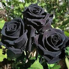 Gray Rose Flower Seeds for Planting Vibrant Colors Heirloom & GMO Free Seeds for Home Garden
 
 Sale