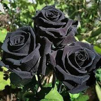Gray Rose Flower Seeds for Planting Vibrant Colors Heirloom & GMO Free Seeds for Home Garden
 
 Sale