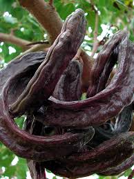Black Carob Tree Seeds for Planting