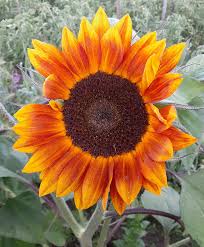 Orange Mini Sunflower Seeds for Planting, Heirloom Non-GMO Garden Seeds for Cut Flowers